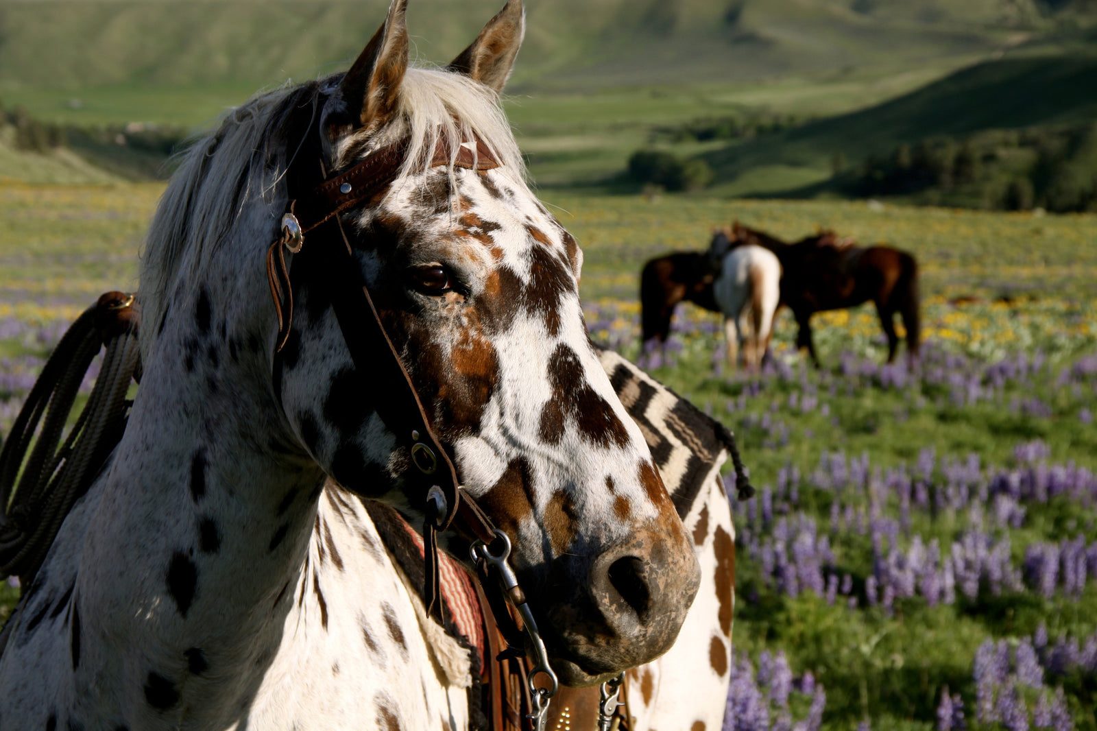 Horseback Riding & Helmets: The Hard Facts